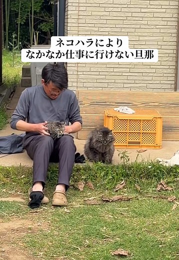こんなに庭で別れ惜しんでるのに皆で仕事行くからおもろい 旦那が歩いてハウス行く時は後ろ着いて歩いて、畑行く時は軽トラにみんな自分で乗り込むww ちゃんこだけ留守番 ※この4匹は保護して6年目のうちの猫達です！ #旦那 #日常 #猫