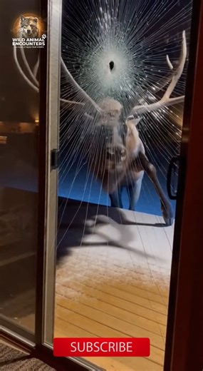 Wild Animal Encounters on Instagram: "POV: You just moved into your dream cabin, then this happens. That elk meant business, and your sliding door took the hit. What's your plan for a giant like this trying to get in? #wildlife #WildAnimalEncounters #Elk #ElkAttack #CabinLife #GlassDoor #USA #NightScare"