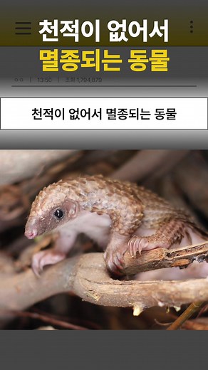 천적이 없어서 멸종되는 동물 #동물농장 #생물도감 #천산갑