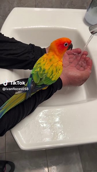 Bird bath #birdsofafeather #birdsoftiktok #birdbathing #birdtok | bird videos