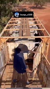4.3K views · 2.2K reactions | My last post on the front trailer of an Australian B-Double raised some questions about loading. Here’s Mark Burgess @burgo_t659 showing how three trailers of cattle are connected for side unloading through the front trailer. | Dean Croke | Facebook
