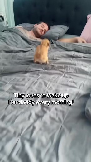 Hi good morning! #hi #goodmorning #cute #funny #dog #shortreels #funnyreel #chihuahua #puppylove #fyp | The chihuahua family