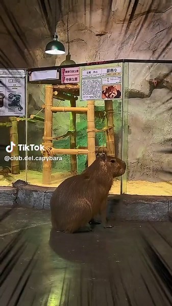 Opiniones??? #spa #teddy #fyt #capibara #Capybara ###funny