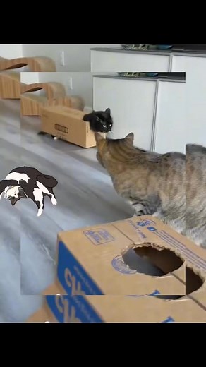 7.2K views · 44 reactions | Les animaux n’ont pas besoin de jouets, juste des cartons.  ❤️ #animaux #chien #chat | Animaux France | Facebook