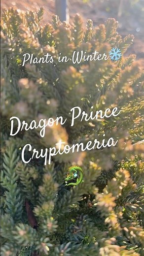 Beautiful Evergreen Dragon Prince Cryptomeria 🎶🐉👑 #plants