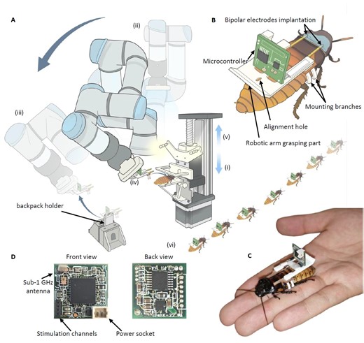 Scientists use AI-powered robot to assemble cyborg insects for use in search and rescue efforts