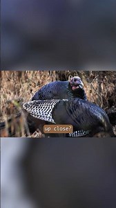 Turkey Feathers Under Microscope