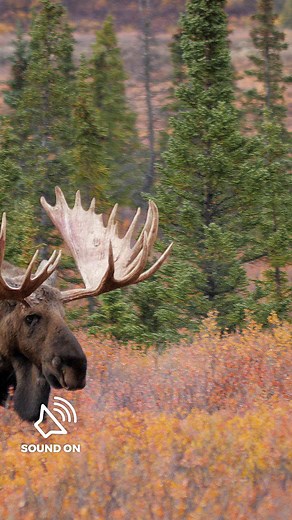 Moose are the largest of all the deer species in the world. Only male moose, also known as bulls, have antlers. | Nature | PBS