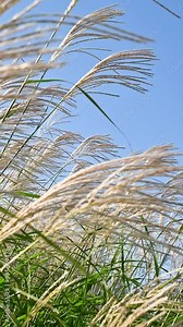 Miscanthus sinensis, the eulalia, Chinese silver grass sways in the wind. Ornamental plants for landscaping.