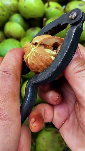 Walnut shell opening tool for quick and easy cracking