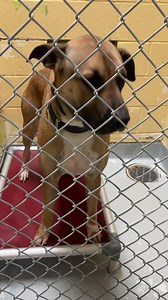 2.1K views · 22 reactions |  Tulsa Animal Welfare is overcapacity,...