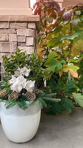 Winter planters DON’T have to be one-note! Whether your style is bold and colorful or naturalistic and wild, the gorgeous white blooms of Autumn Lily are the perfect centerpiece for your holiday planters! Here, we crafted a wow-worthy container with cherry red accents, then switched up the style with glitter pinecones, fresh cut evergreen boughs, and white branches. One evergreen Encore Azalea two holiday styles = endless winter curb appeal! Save this reel for holiday planter inspo you can use y