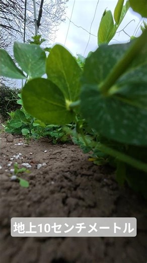 この視点、クセになる｜地上10センチメートルの世界
