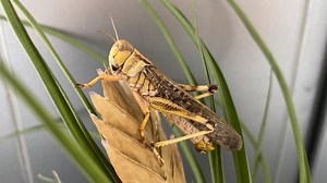 Locust swarm signal identified in step towards curbing plagues | The National