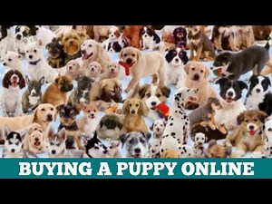 5 Websites for Buying a Puppy Online | Where to Buy a Puppy Online