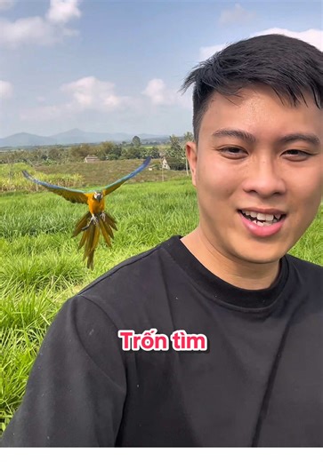 Đầu năm trốn tìm với Pika ❤️ #Vẹt #parrot #pika | parrots