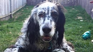 Bad dog? Stop rewarding things you don't want, says dog trainer