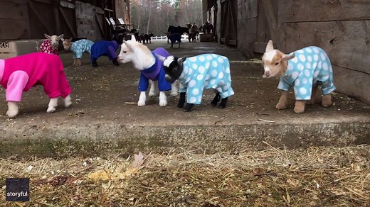 Baby goats are really 'hoppy' in their new pajamas! | storyful