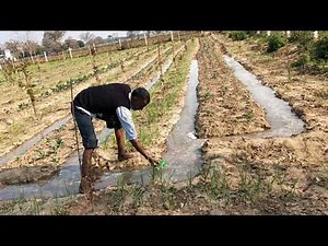 Flood Irrigation System in Multi Cropping Farm.