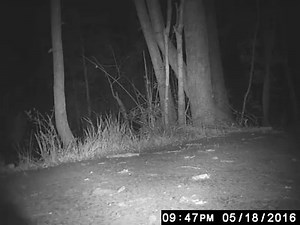 The enormous gator fills the screen as it walks by this wildlife camera. STORY: http://www.fox13news.com/trending/143598625-story VIDEO: Caw Caw Interpretive Center County Park in South Carolina | FOX 13 News - Tampa Bay