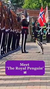 7K views · 100 reactions | Meet Major General Sir Nils Olav III aka ‘The Royal Penguin’  This charming tradition started in 1972 when the Norwegian King's Guard adopted the Edinburgh Zoo's penguin colony as their mascot. 﫡 #sirnilsolav #royalanimal #penguintok #royalpenguin | Royal Family Updates - Daily Mail | Facebook