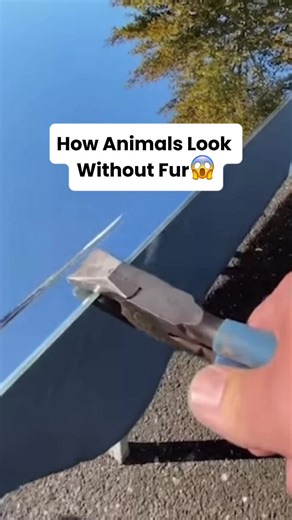 How Animals Look Without Fur