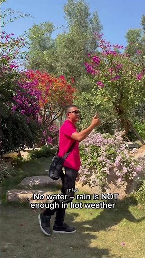 common mistakes why your bougainvillea doesnt bloom