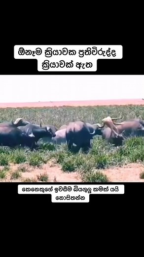 211K views · 1.8K reactions | Udaya Gamage on Reels | Facebook