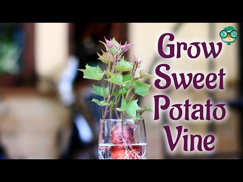 How to Grow a Sweet Potato Vine Indoors| Best Way to Grow Sweet potato Vine as Houseplant