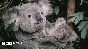 Koalas: Australia lists marsupial as endangered species