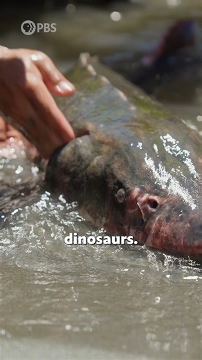 371K views · 8.6K reactions | Restoring the Klamath River helps support species like this beautiful green sturgeon—a moment Dr. M. Sanjayan won’t forget anytime soon! Watch Changing Planet: River Restoration now on the PBS app. | PBS | Facebook