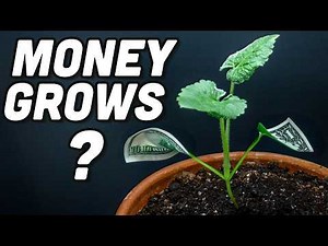 I Grew a Lunaria Money Plant That Danced a Waltz (Time-Lapse)