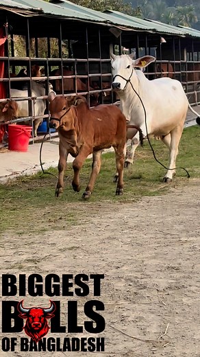 43K views · 789 reactions | Cute adorable Brahman calf and mom running on the pasture,wait to see how cute they are! #reelsviralシ #cutebaby #cute #cattle | Biggest Bulls Of Bangladesh | Facebook