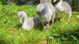 1.4K views · 221 reactions | Oh to be a Trumpeter Swan cygnet chowing...