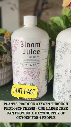 How Much Oxygen Does ONE Tree Actually Make?