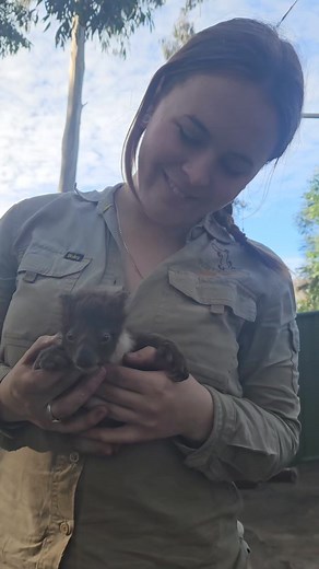 11K views · 782 reactions | Awww, how sweet is our smallest of five Koala joeys! At only 6 months old, this little man weighed in at a 495 grams. So teeny! ❤️ Keeper Tehya was lucky enough to have the very first cuddles. | Warrawong Wildlife Sanctuary | Facebook