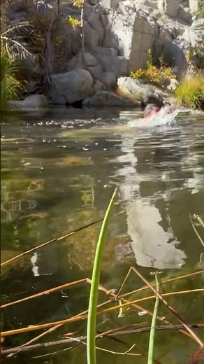 Deep Creek Swim #california #hesperia #hike