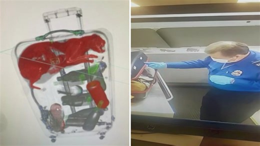 Cat found in suitcase at airport