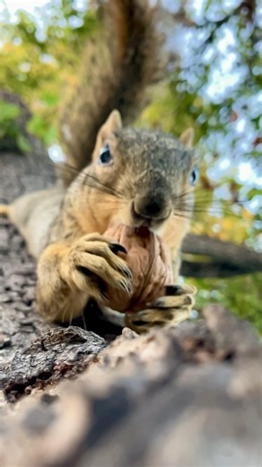 When a new Squirrel Baby ends up looking like a post card! #animals #slowed #lucky #moments #love #1