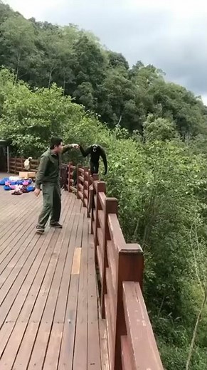 Interesting Sounds That a Gibbon Makes