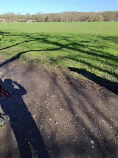 Irish Wolfhound: The Gentle Giant of the Dog World