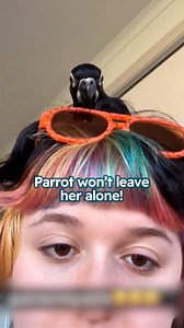 9.5K views · 340 reactions | Parrot loves to join owners in the shower!  #parrot #birdlovers #cuddlebuddies | Cuddle Buddies | Facebook