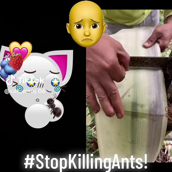 Understanding Ant Behavior and Interaction