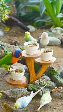 Cat TV 🐦🐿️ Birds & Squirrels in the Garden #birdsong #catvideos #nature #naturesounds #birds