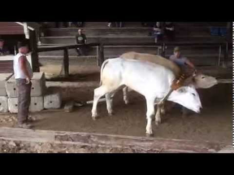 Oxen pull competition at the 91st Annual Littleville MA Fair