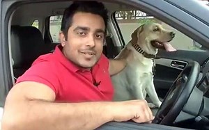 Auto Advisory: Driving with Dogs