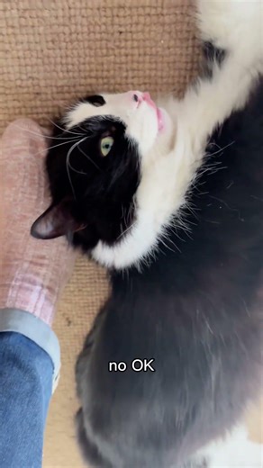 Catitude - why I love cats so much 🐾 #catitude #catshorts #cute #relaxing #pets