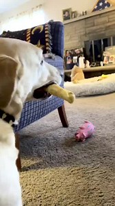 35K views · 7.4K reactions | I’m basically just Stevie’s mail...