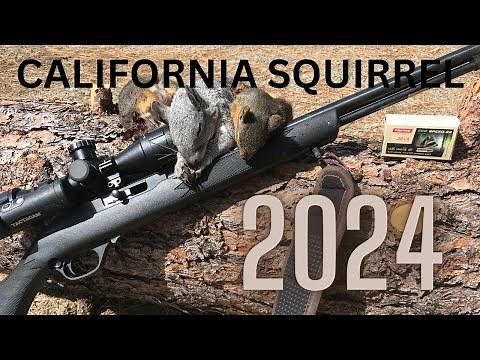 California Tree Squirrel Hunting Opening Week 2024 National Forest B Zone