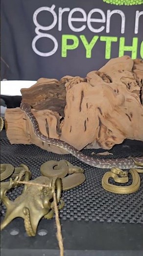 First outing for my rough scale python!